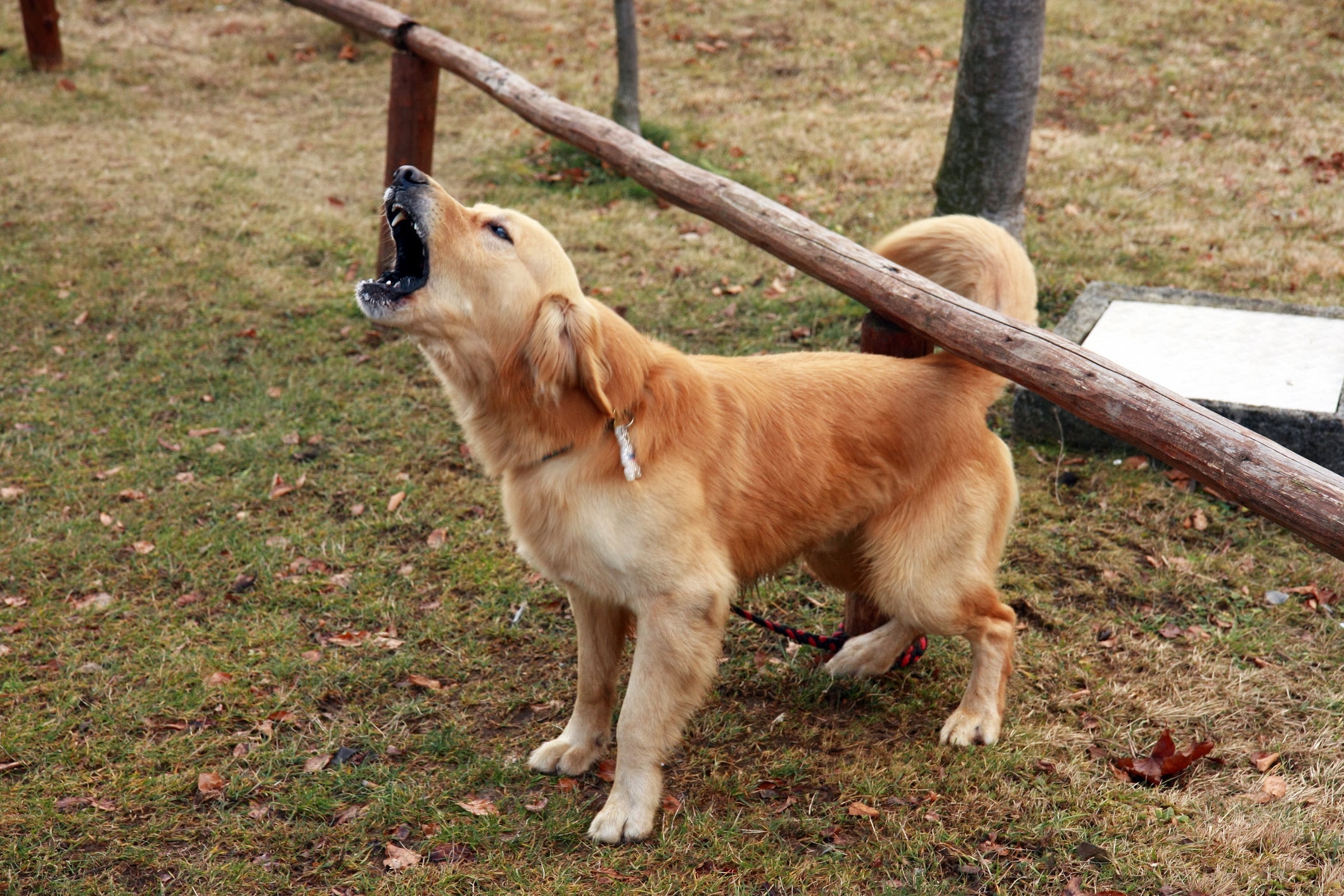 O latido de cachorro pode ser sinal de felicidade, alerta, medo e até tédio
