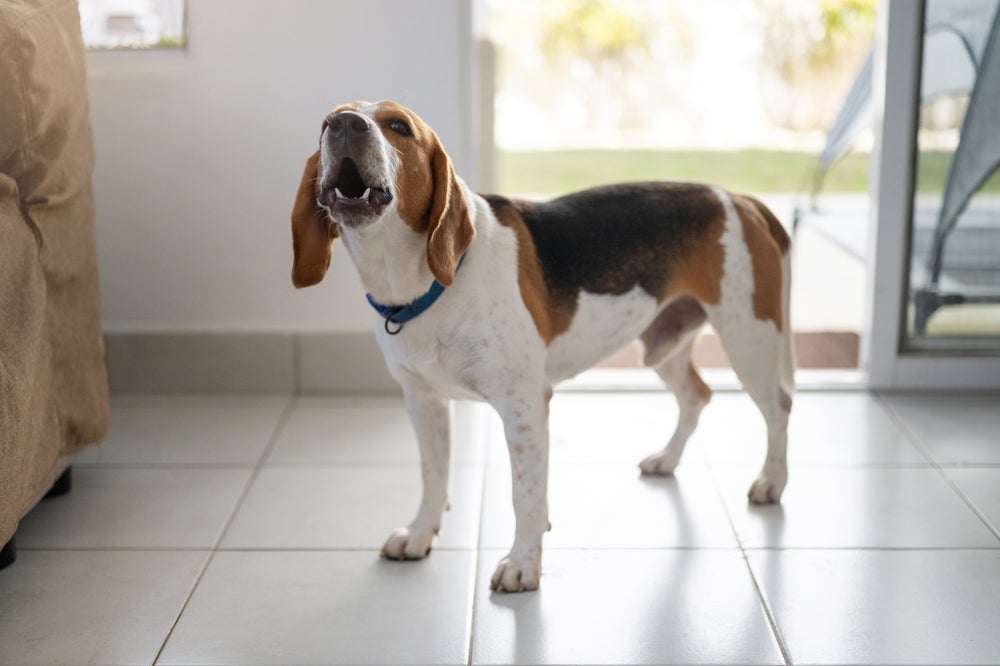 O som de cachorros latindo deve ser analisado atentamente