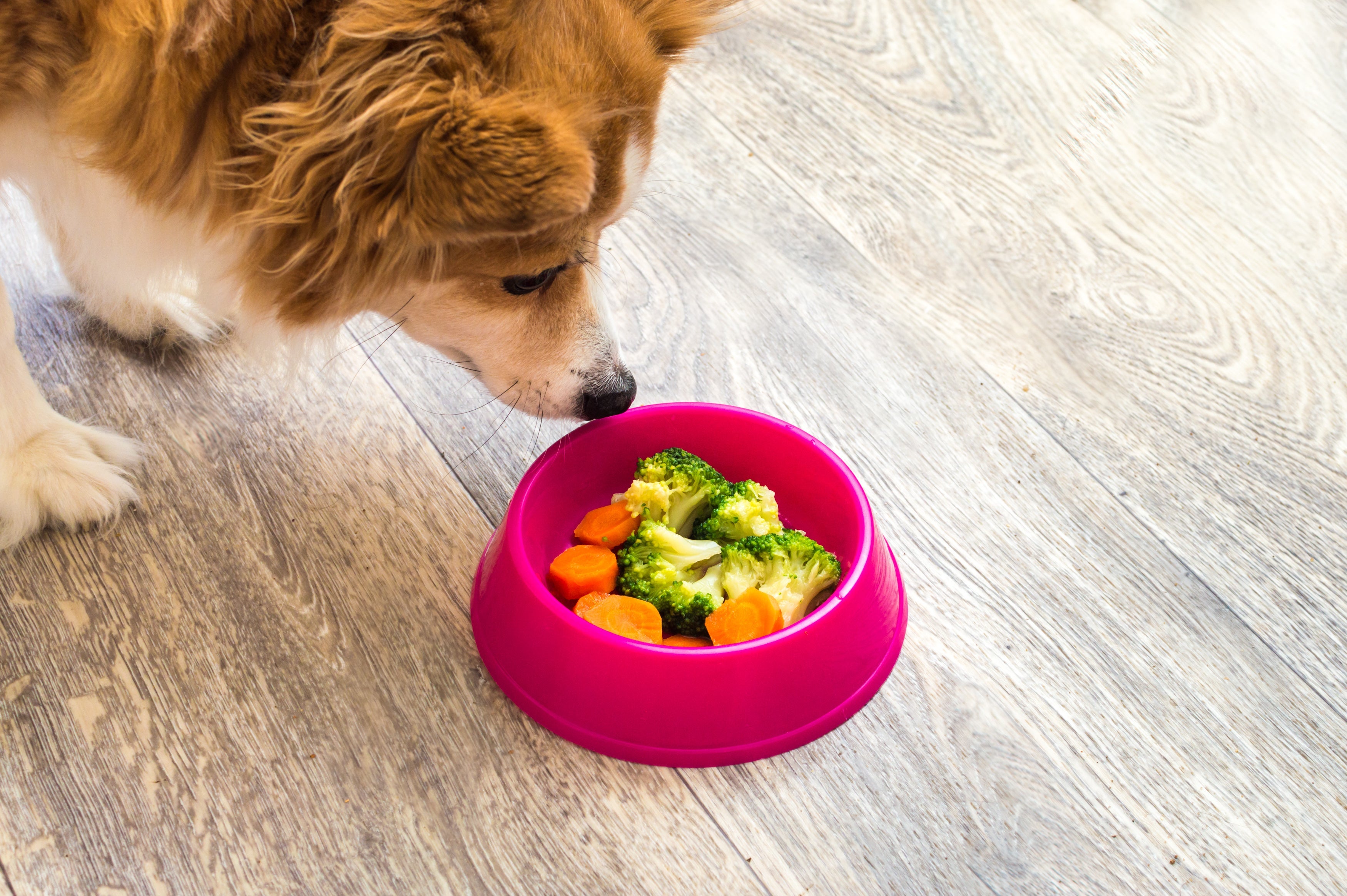 Legumes e verduras para cachorro são super saudáveis