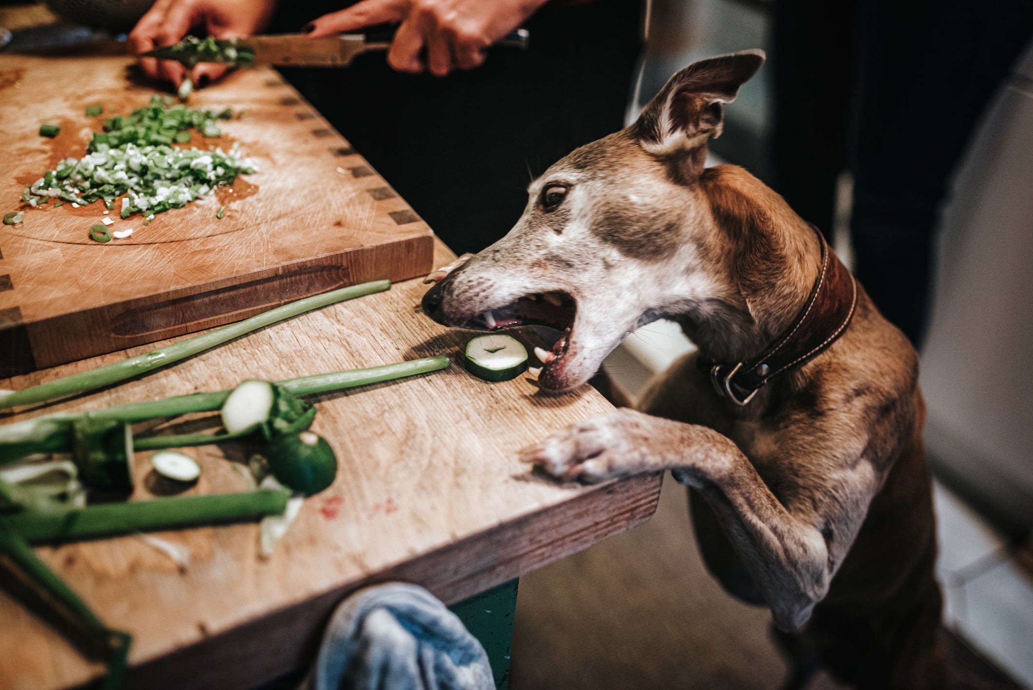 Saiba como preparar legumes para cachorro adequadamente