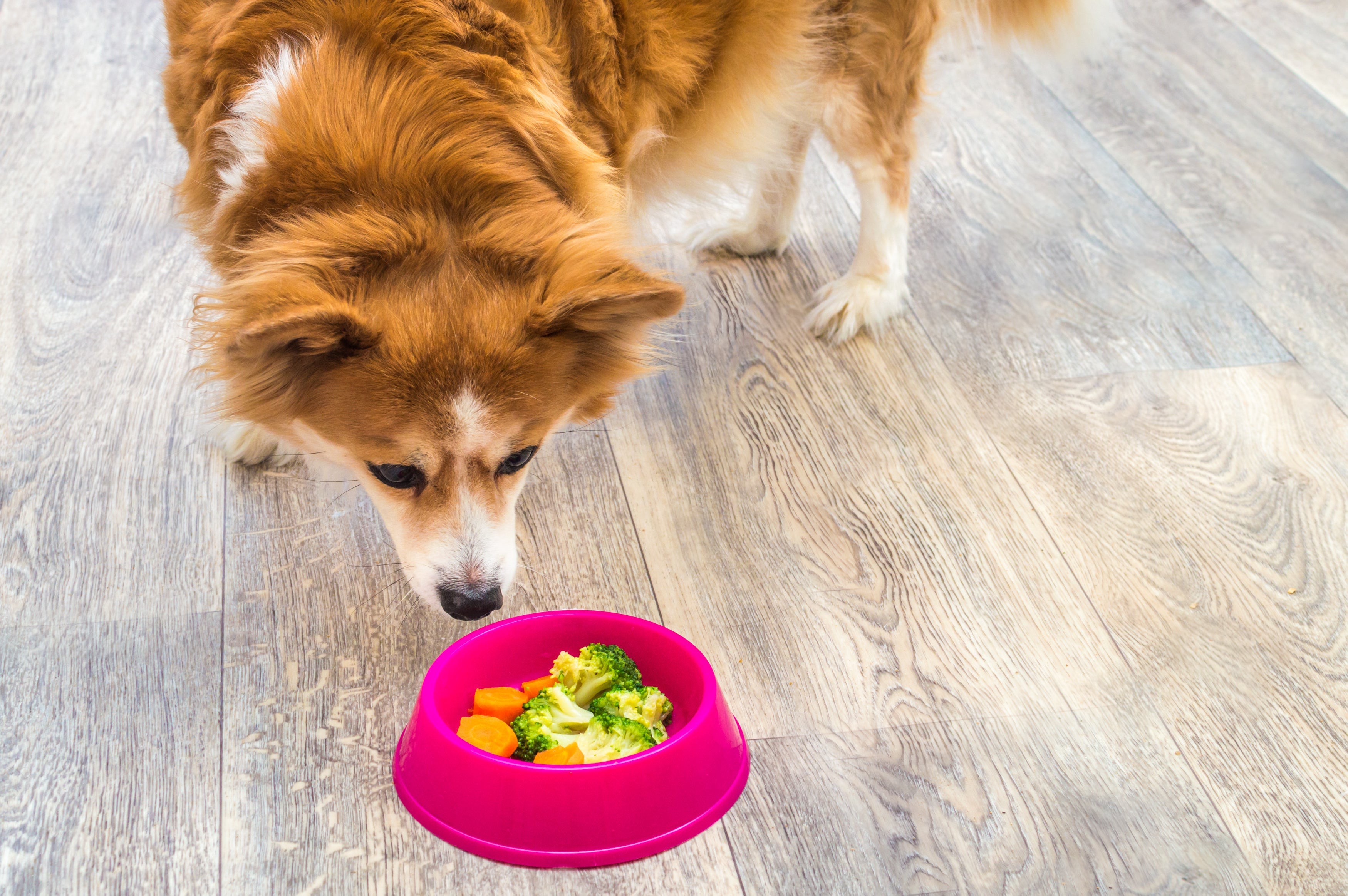 A cenoura e o brócolis são legumes para cachorros cheios de benefícios para a saúde