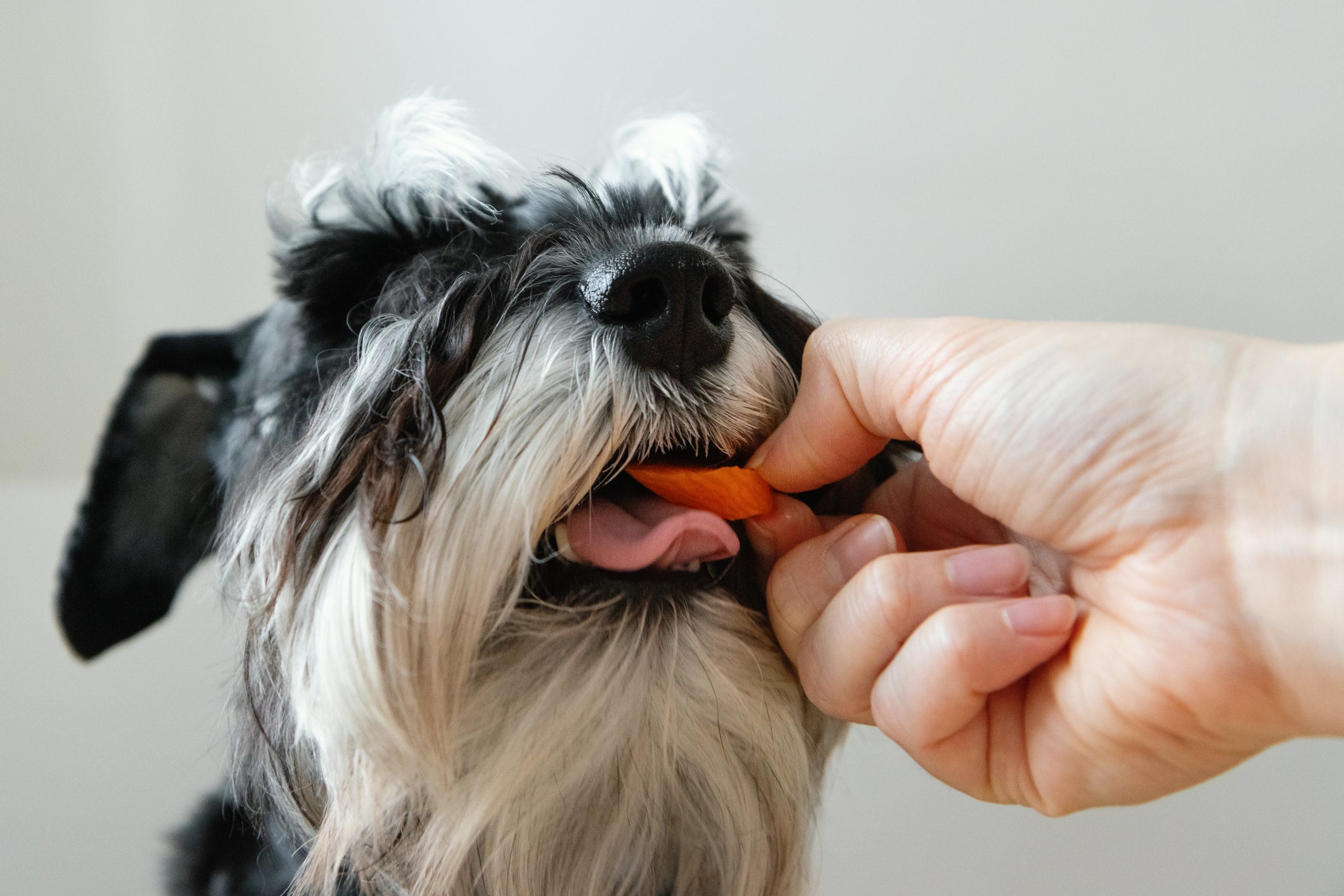 Alimentos naturais para cachorro, como a cenoura, fazem bem para os pets