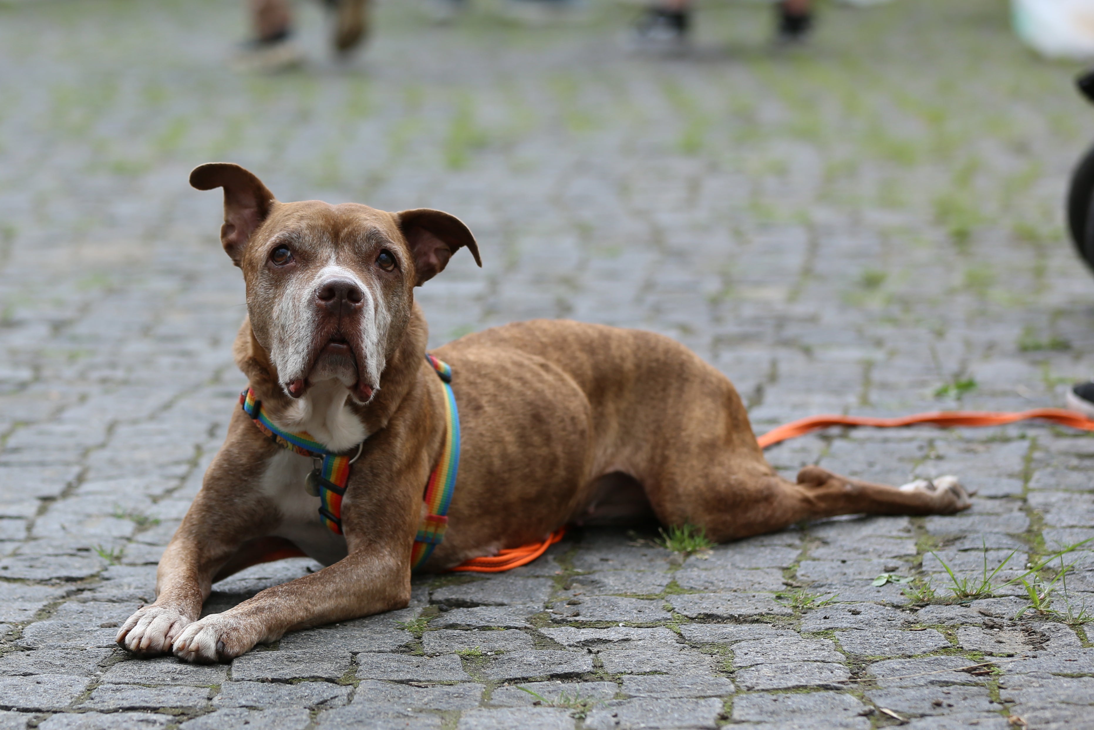 Apesar de não ter cura definitiva, a leishmaniose canina pode ser tratada e controlada
