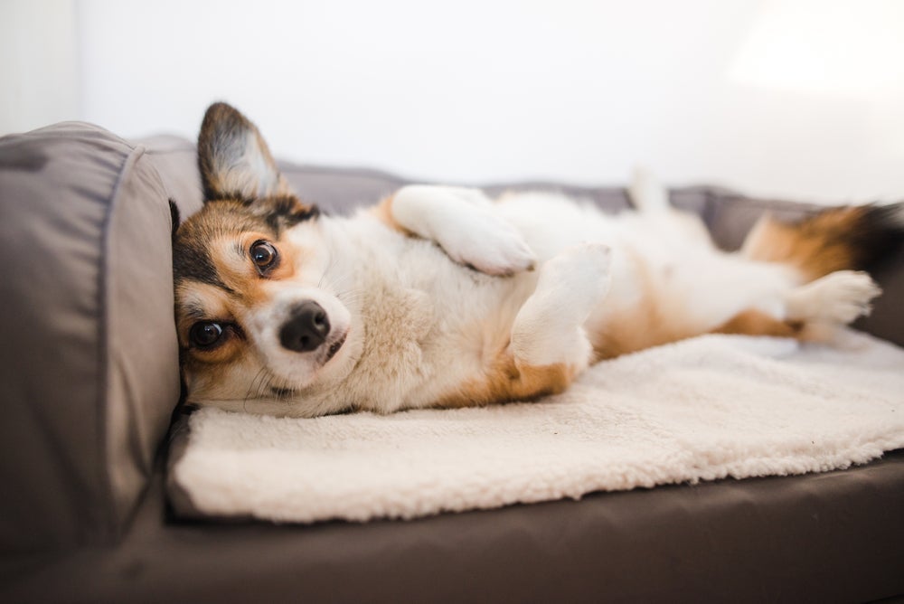 Leishmaniose canina: sintomas atacam e debilitam o cachorro de forma silenciosa