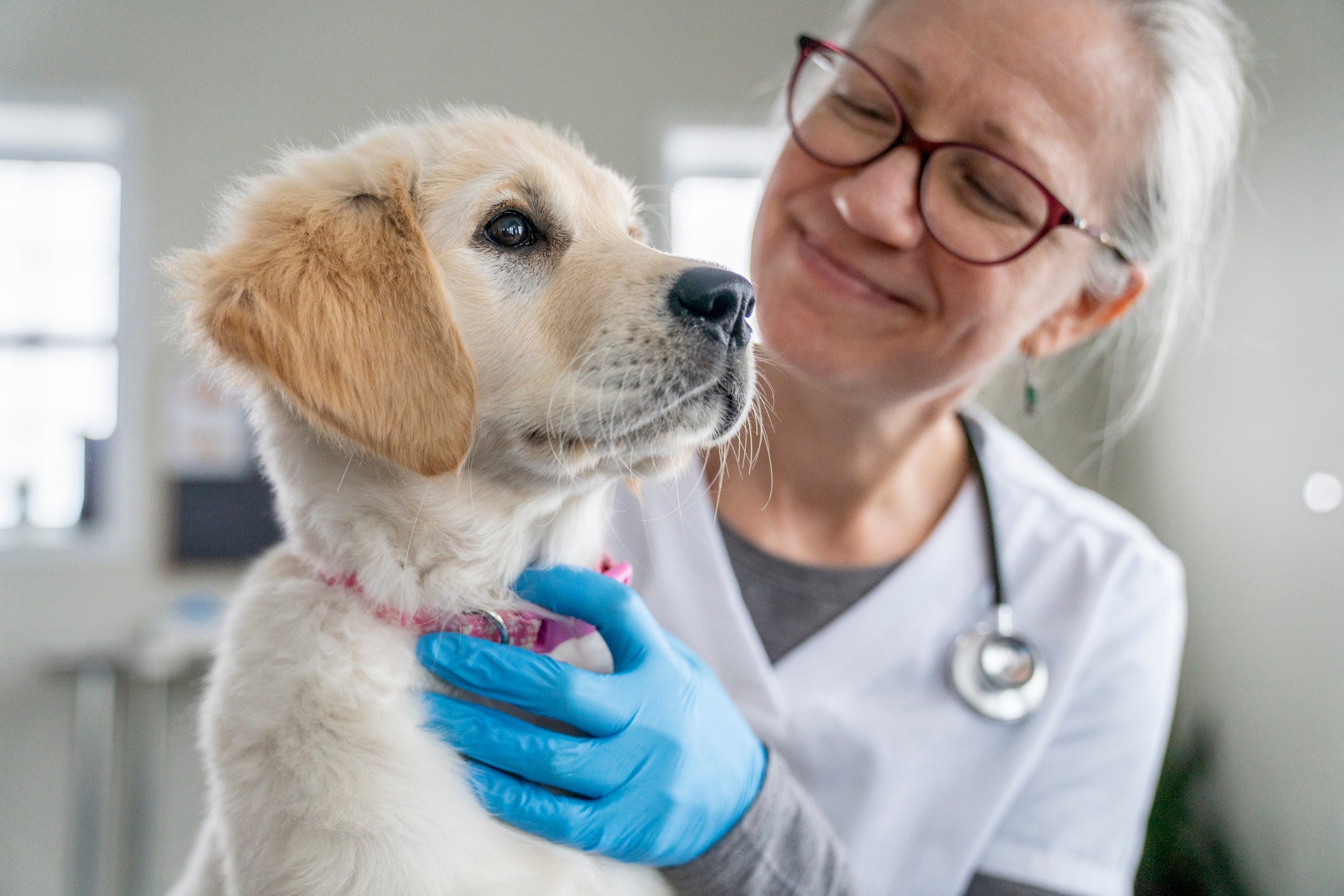 Leishmaniose canina: diferentes tipos de exames feitos no veterinário ajudam a diagnosticar a doença