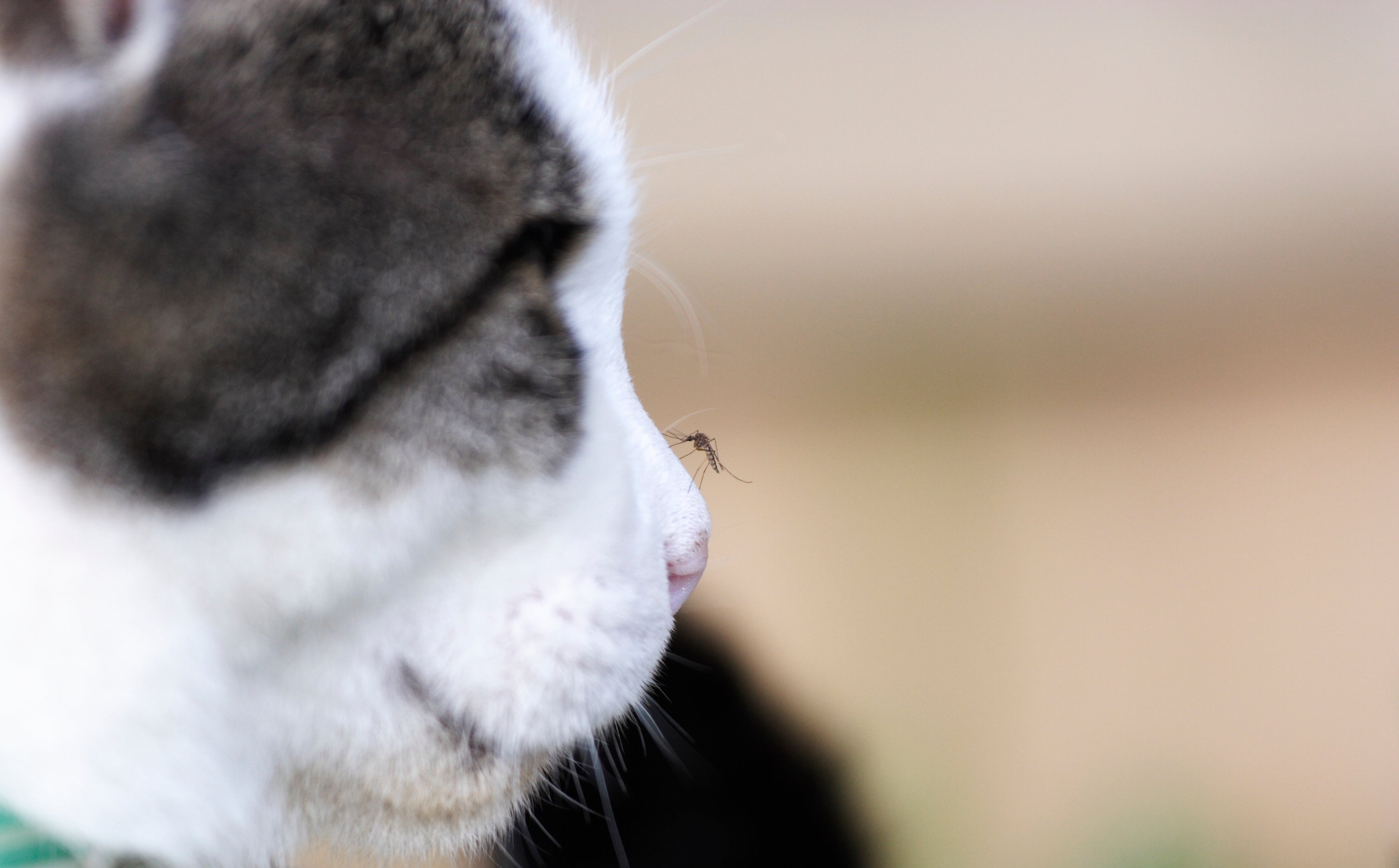 A leishmaniose felina é transmitida por mosquitos e o diagnóstico sempre deve ser feito por um profissional