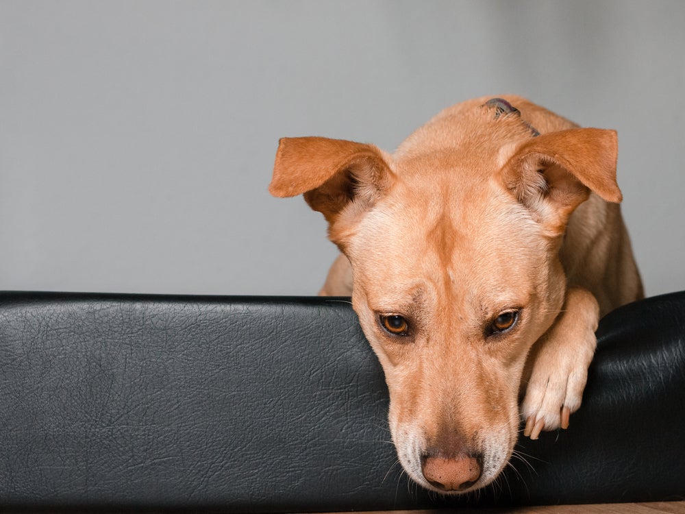 Na leishmaniose canina, sintomas podem incluir cansaço, febre, crescimento das unhas e lesões na pele