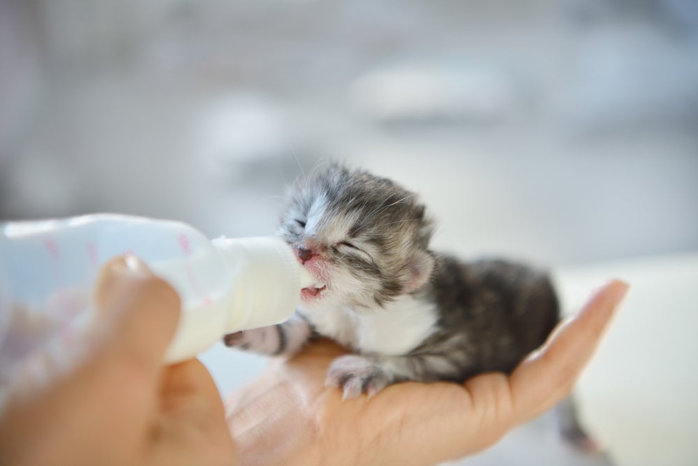 Fácil de preparar, o leite artificial para filhote de gato tem todos os nutrientes importantes