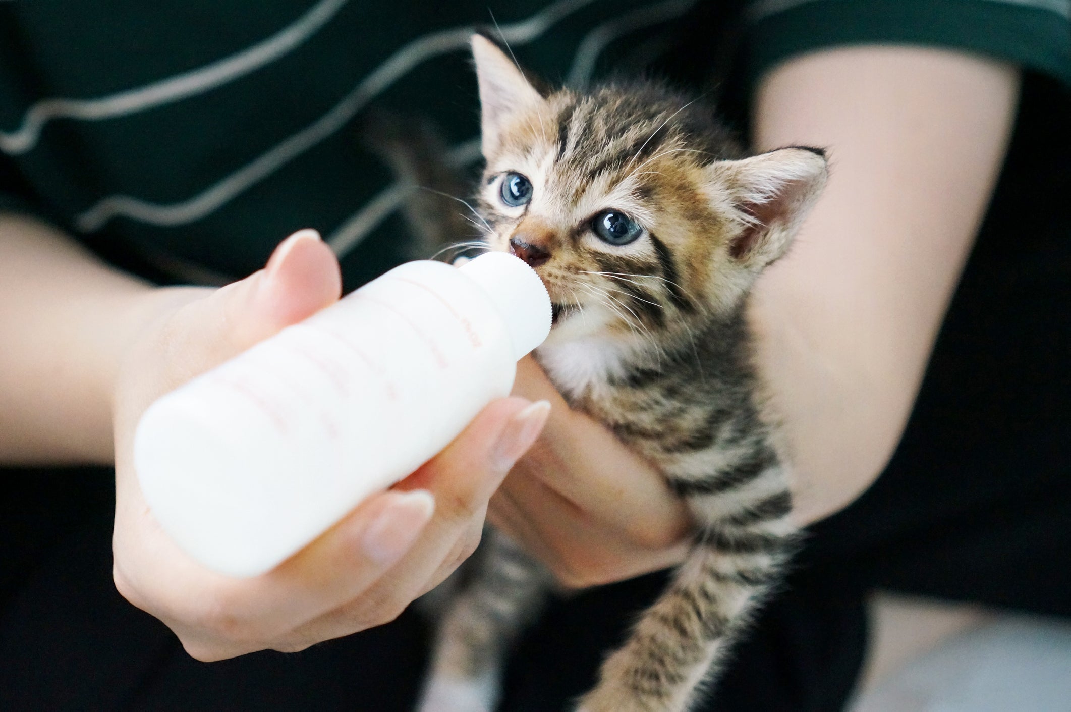 O leite para gato filhote tem que ser oferecido na mamadeira
