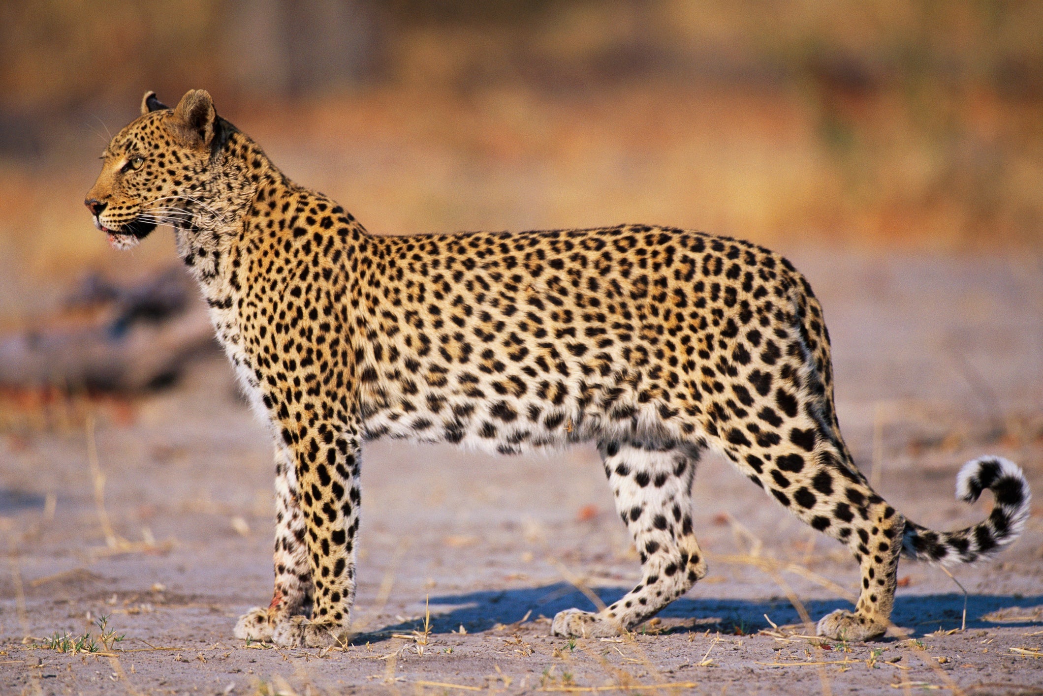 O leopardo é um gato selvagem com a força da mordida de 300 psi