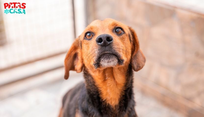 Adoção de cães: Leopoldina é uma fêmea de porte médio disponível no Adota Patas