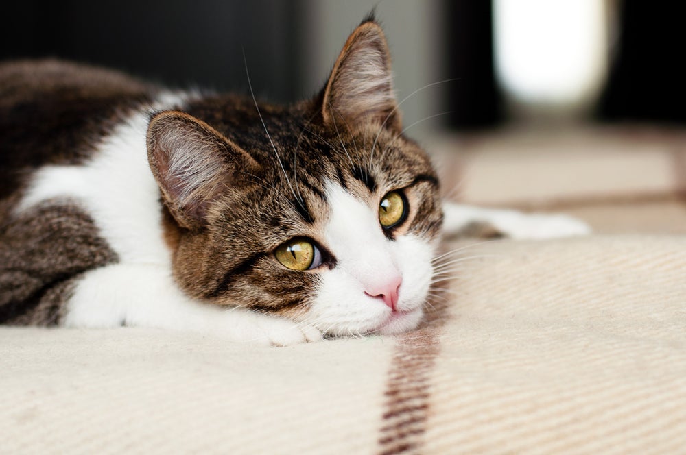 Leptospirose: gato é infectado principalmente pela ingestão de roedores contaminados