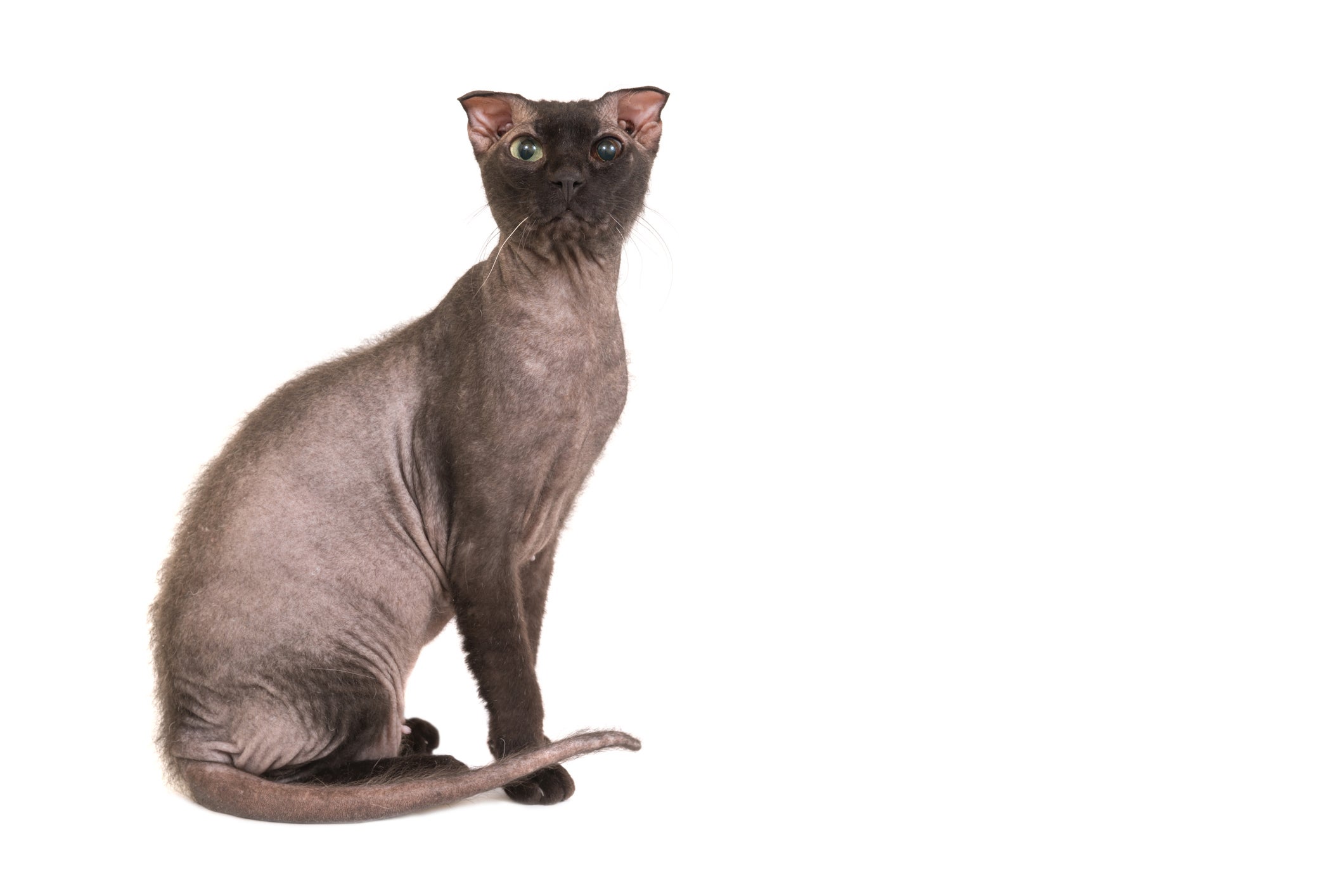 O Levkoy Ucraniano é um gato sem pelo que possui orelhas diferentes