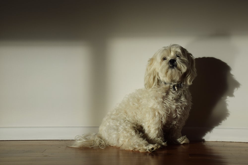 O Lhasa Apso é um cãozinho de energia moderada 