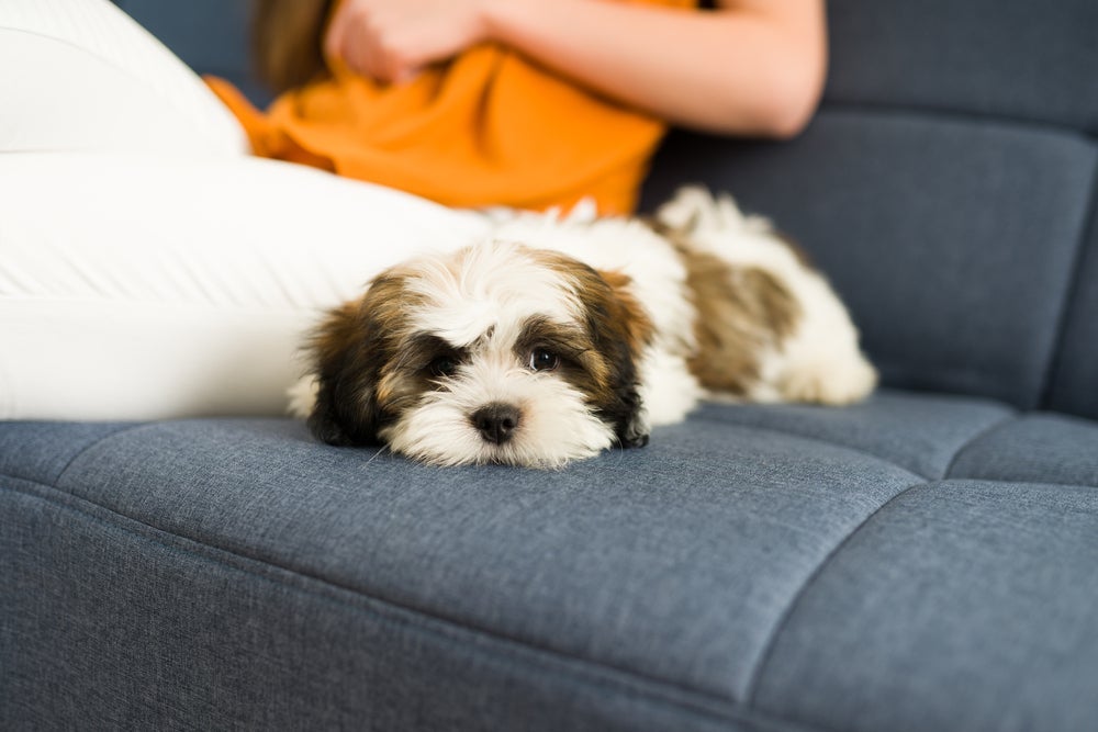 Cuidados com a saúde renal do Lhasa Apso devem começar ainda na fase de filhote