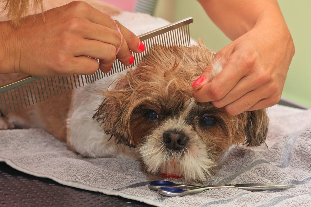 A tosa para Lhasa Apso é bastante necessária por causa de sua pelagem longa. 