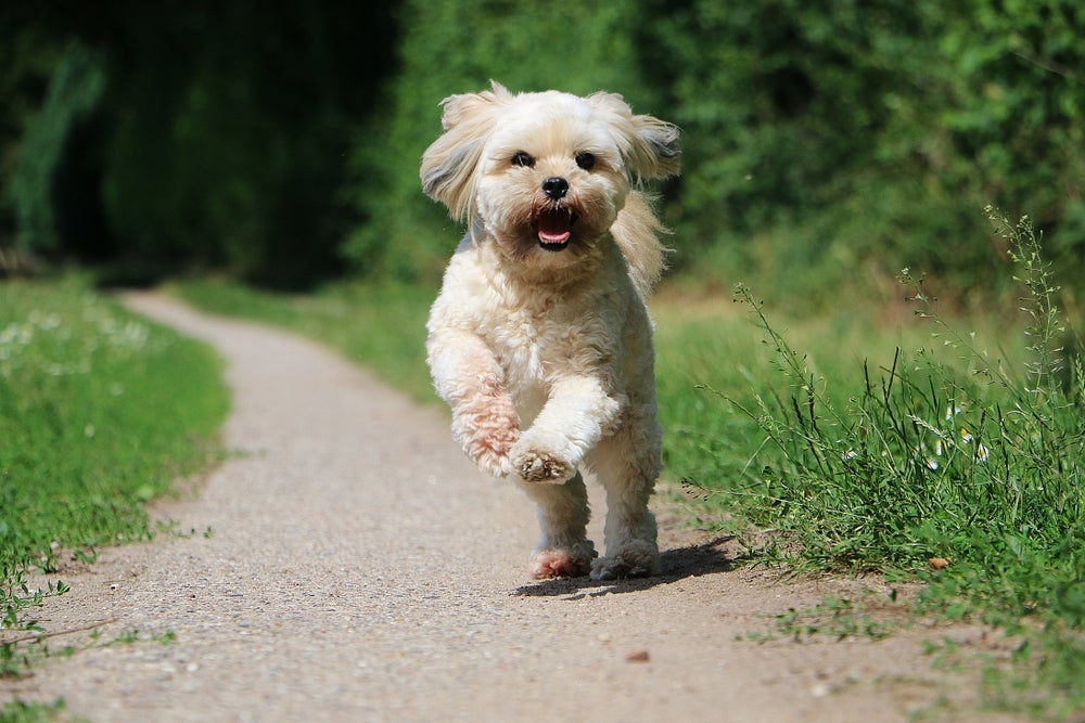 O Lhasa Apso está sempre pronto para enfrentar qualquer perigo.