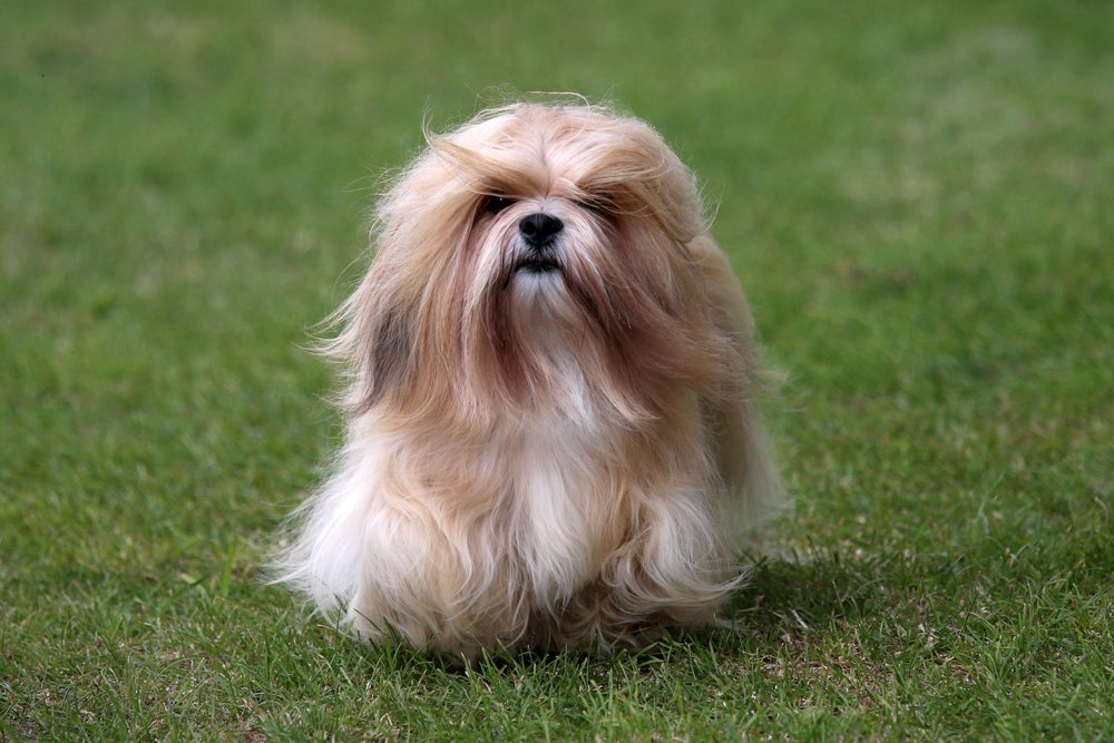 Não se engane com a aparência fofa do Lhasa Apso. Apesar do porte pequeno, a raça costuma ser bem dominante