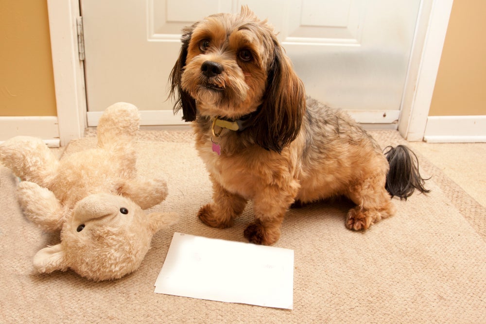Cachorro para apartamento: Lhasa Apso é uma das raças mais indicadas para locais pequenos