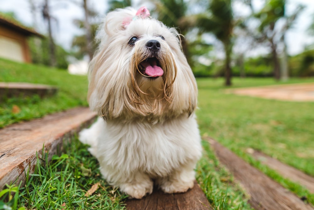O cachorro Lhasa Apso é uma fofura