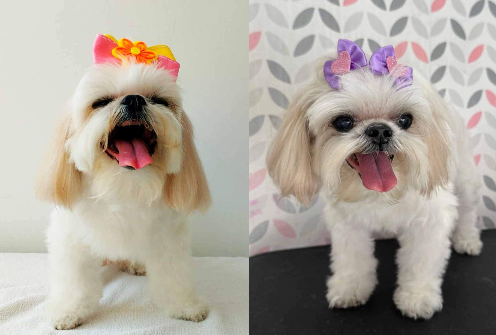 A Sol é uma Shih Tzu de 17 anos que precisa de muita atenção e cuidado na hora do banho e tosa