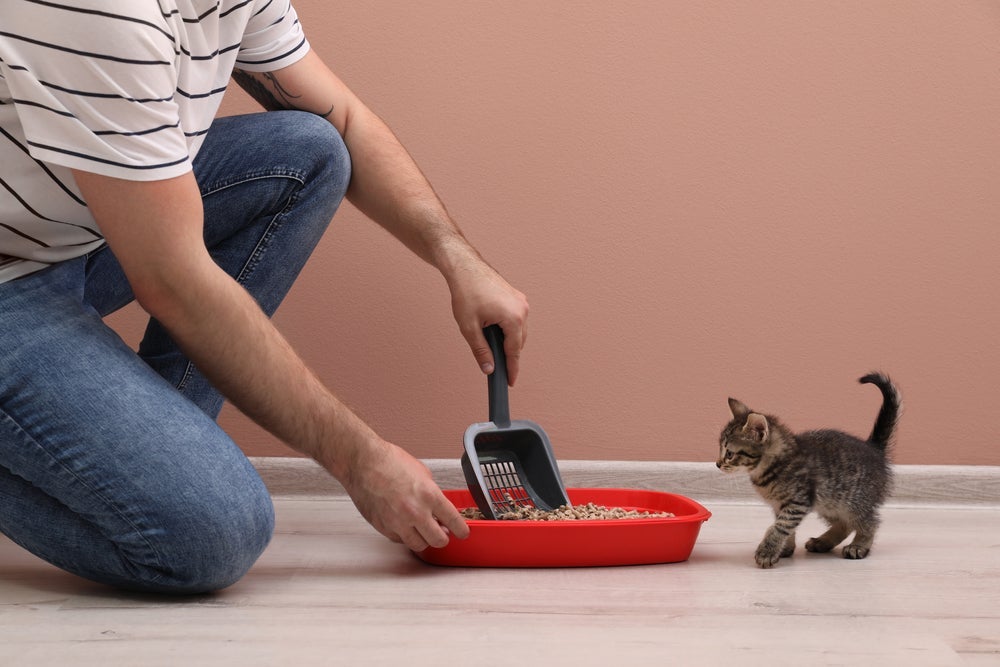 Tirar o cocô de gato todos os dias é fundamental para manter a higiene da caixa