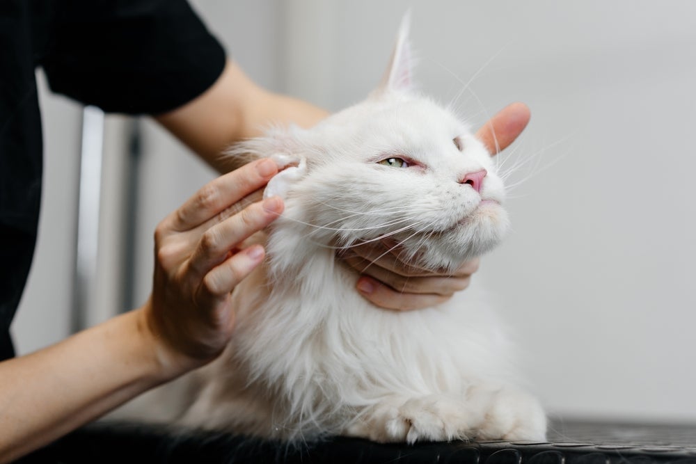 A limpeza da orelha de gato começa pelo lado de fora