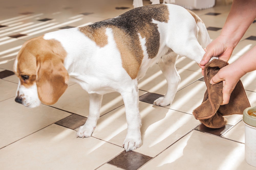 Limpar bem a pata de cachorro depois de passear é fundamental
