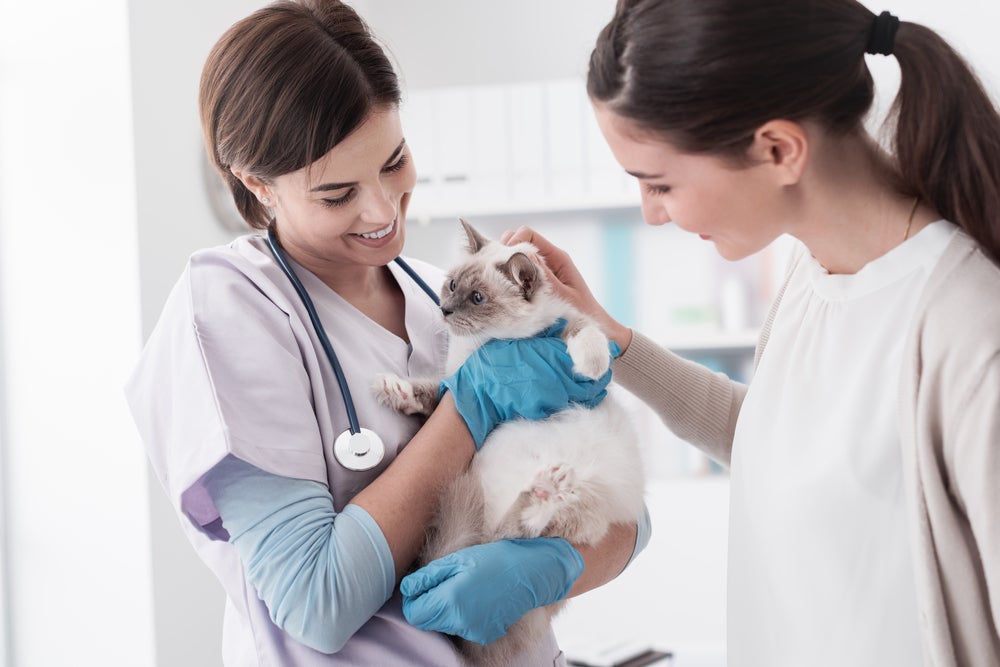 A limpeza da orelha de gato com otite deve ser orientada por veterinários