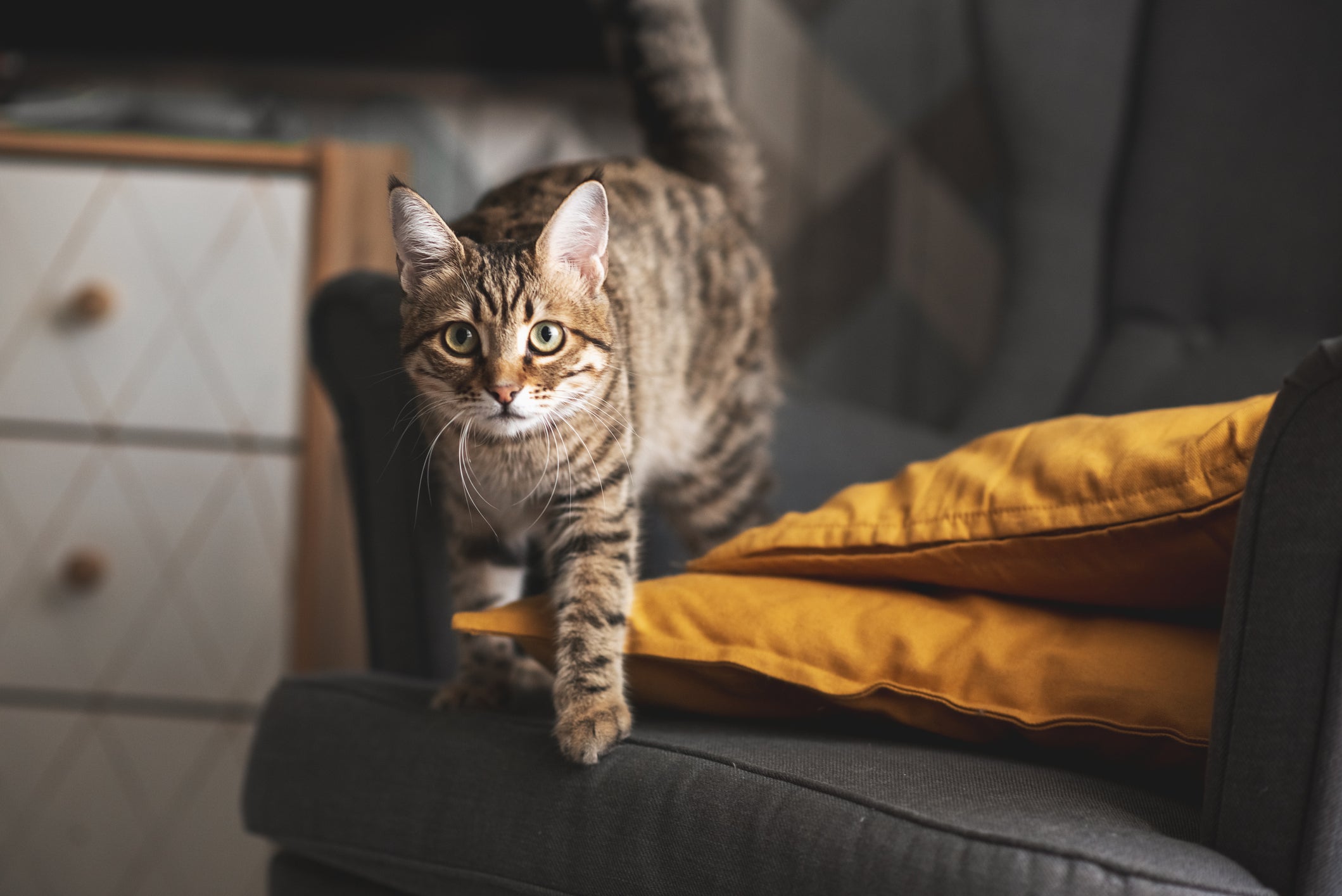 O Lince domesticado é um animal tranquilo, dócil e muito inteligente