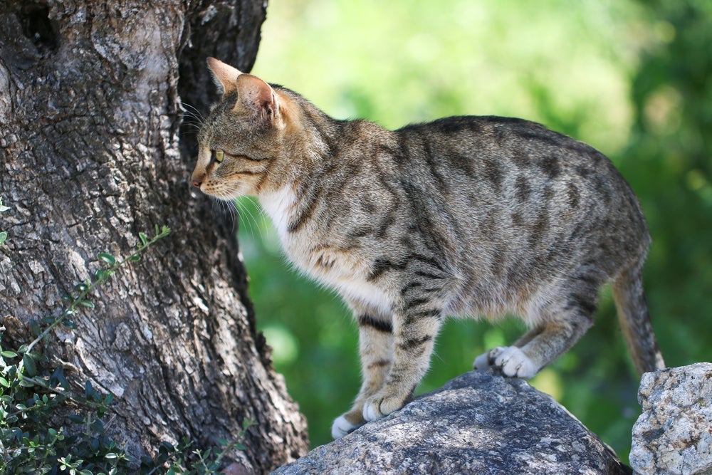 O gato Lince pode ter diferentes padrões de pelagem