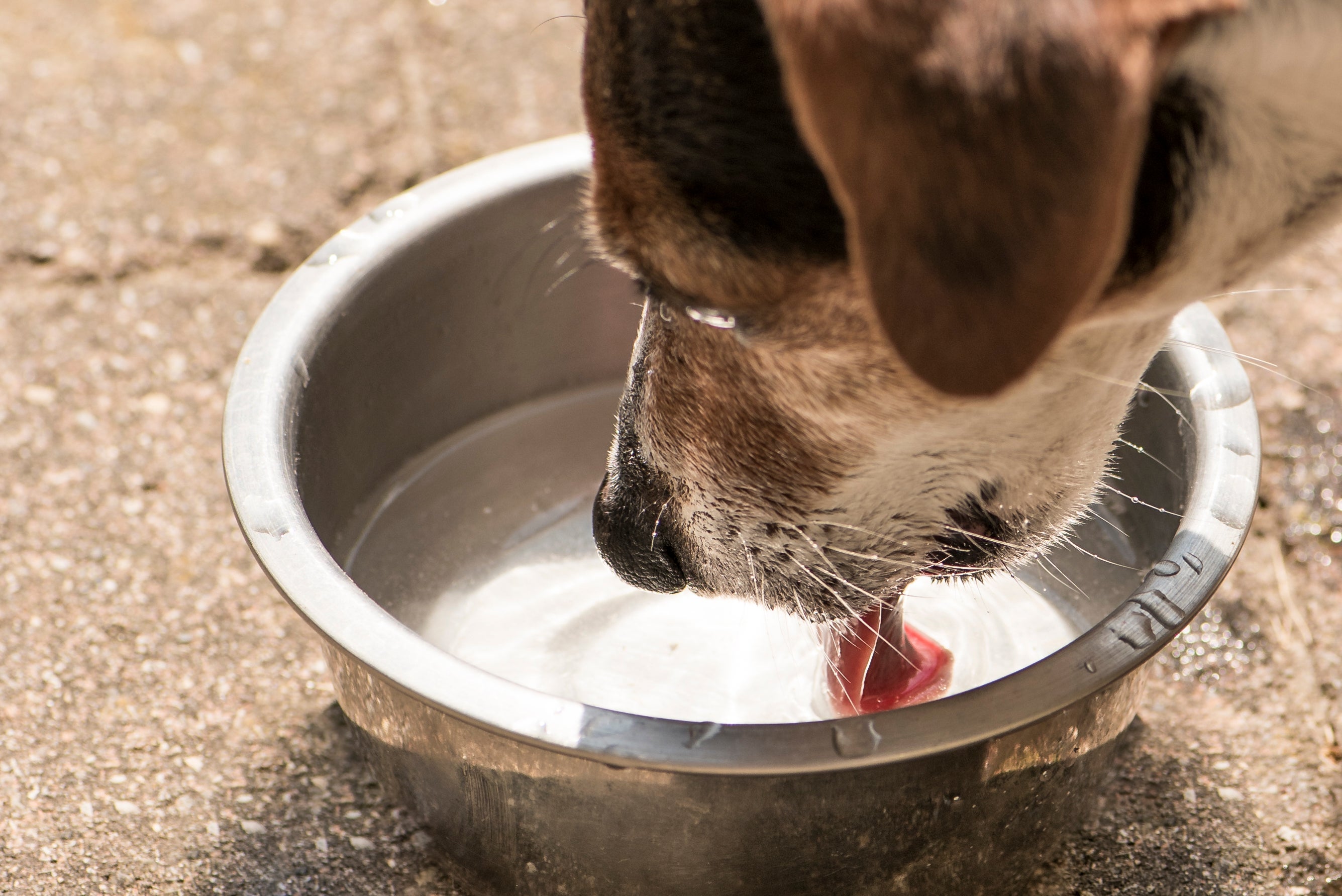  A língua de cachorro forma uma espécie de concha ao beber água