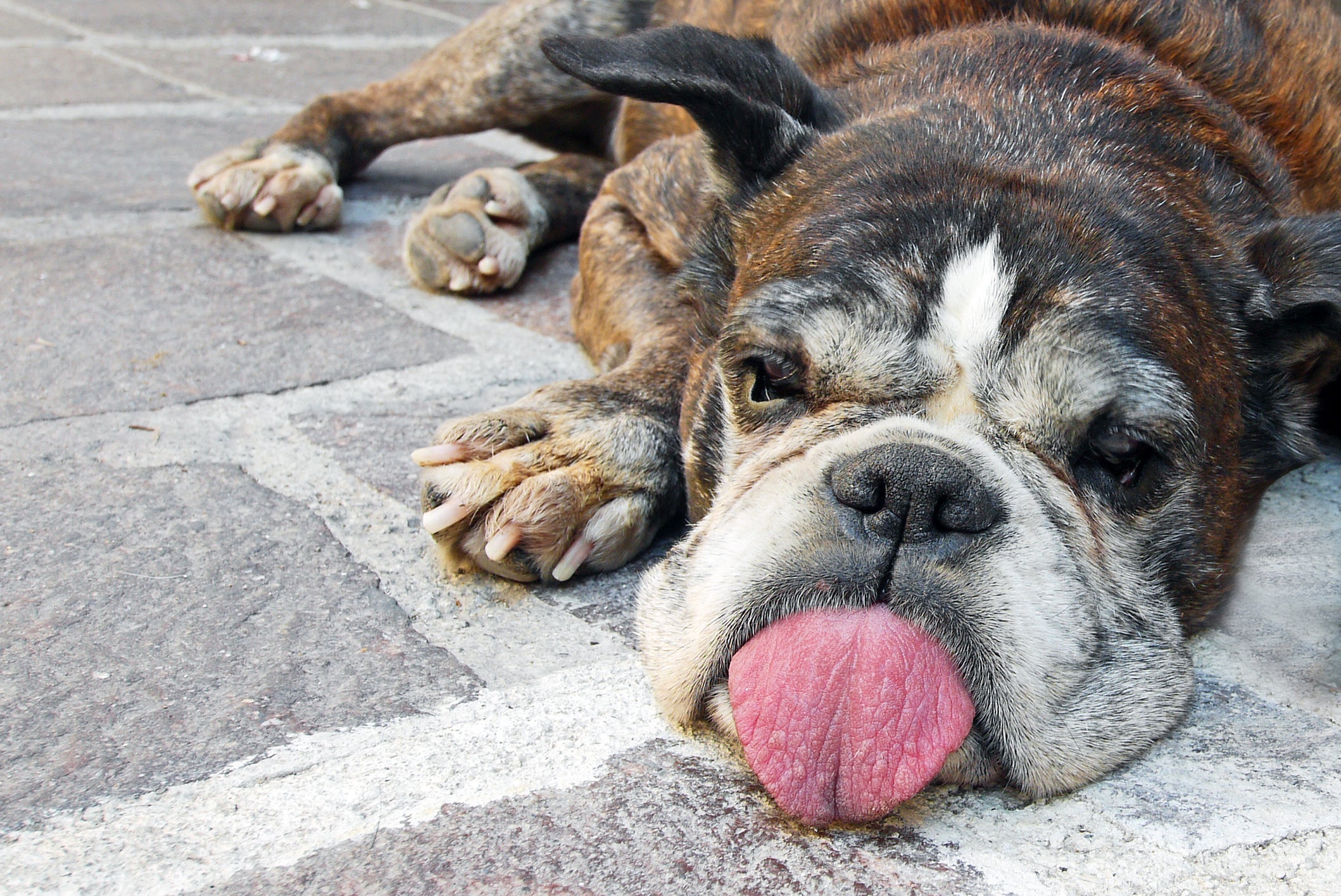 Boxer é uma raça de cachorro que fica com a língua para fora  
