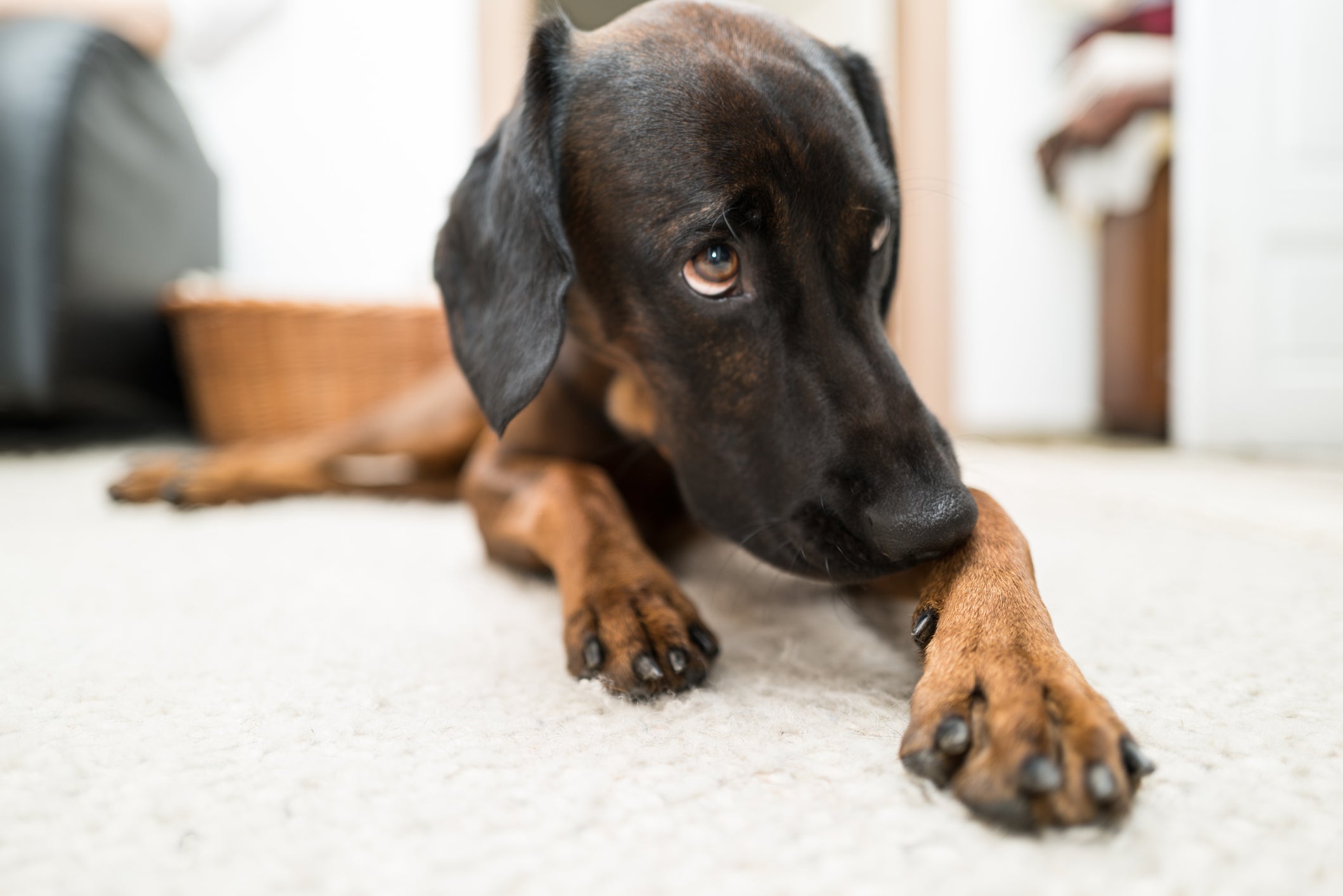 Linguagem corporal dos cachorros: é importante aprender a identificar todos os sinais!