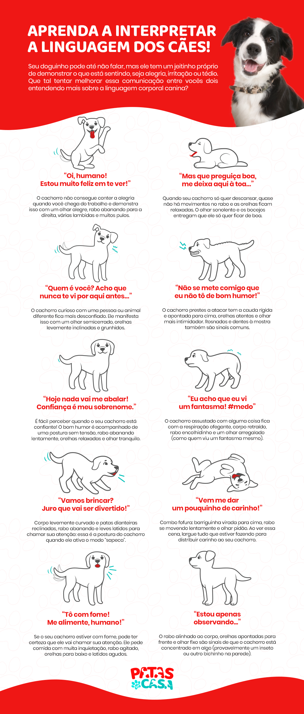 A linguagem corporal canina é muito rica: aprenda a interpretá-la!