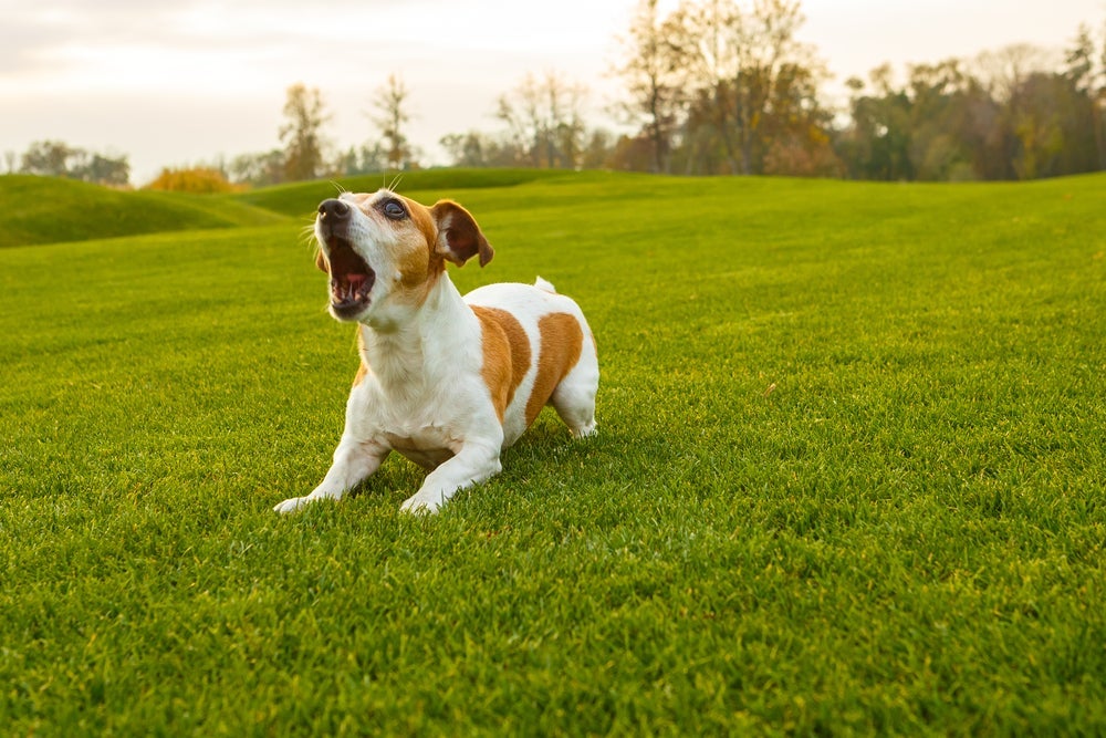 A linguagem canina também inclui o latido de cachorro. 