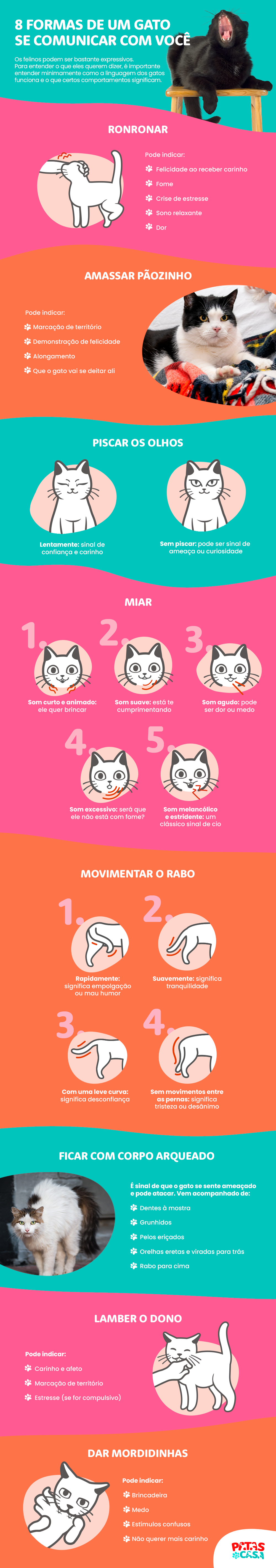 Bloco informativo mostrando oito maneiras diferentes de como funciona a linguagem dos gatos