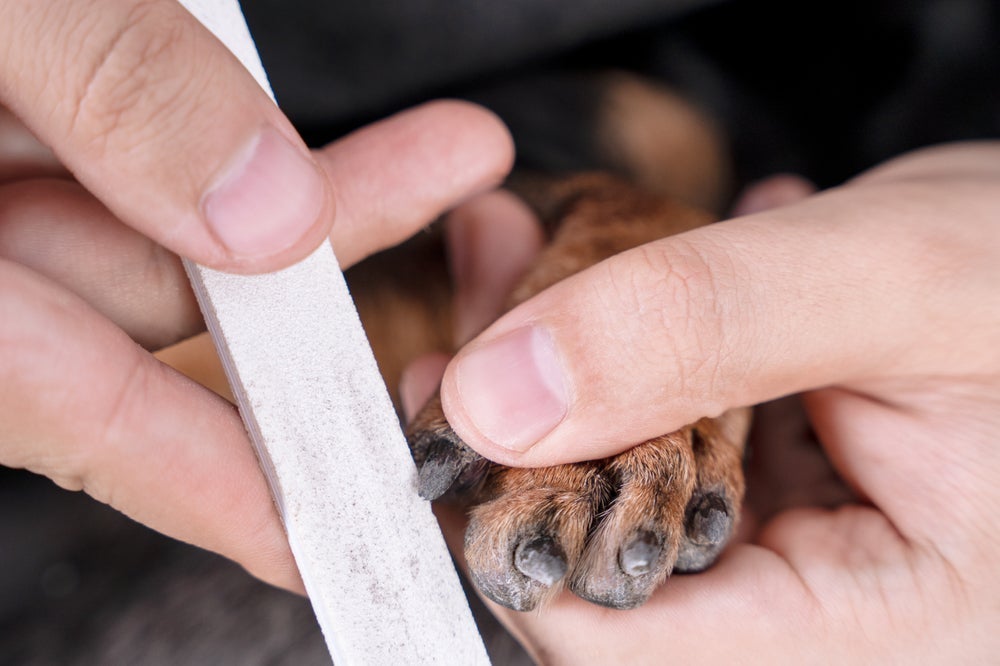A lixa para unha de cachorro é fácil de usar e evita que as garras fiquem afiadas ou com lasquinhas