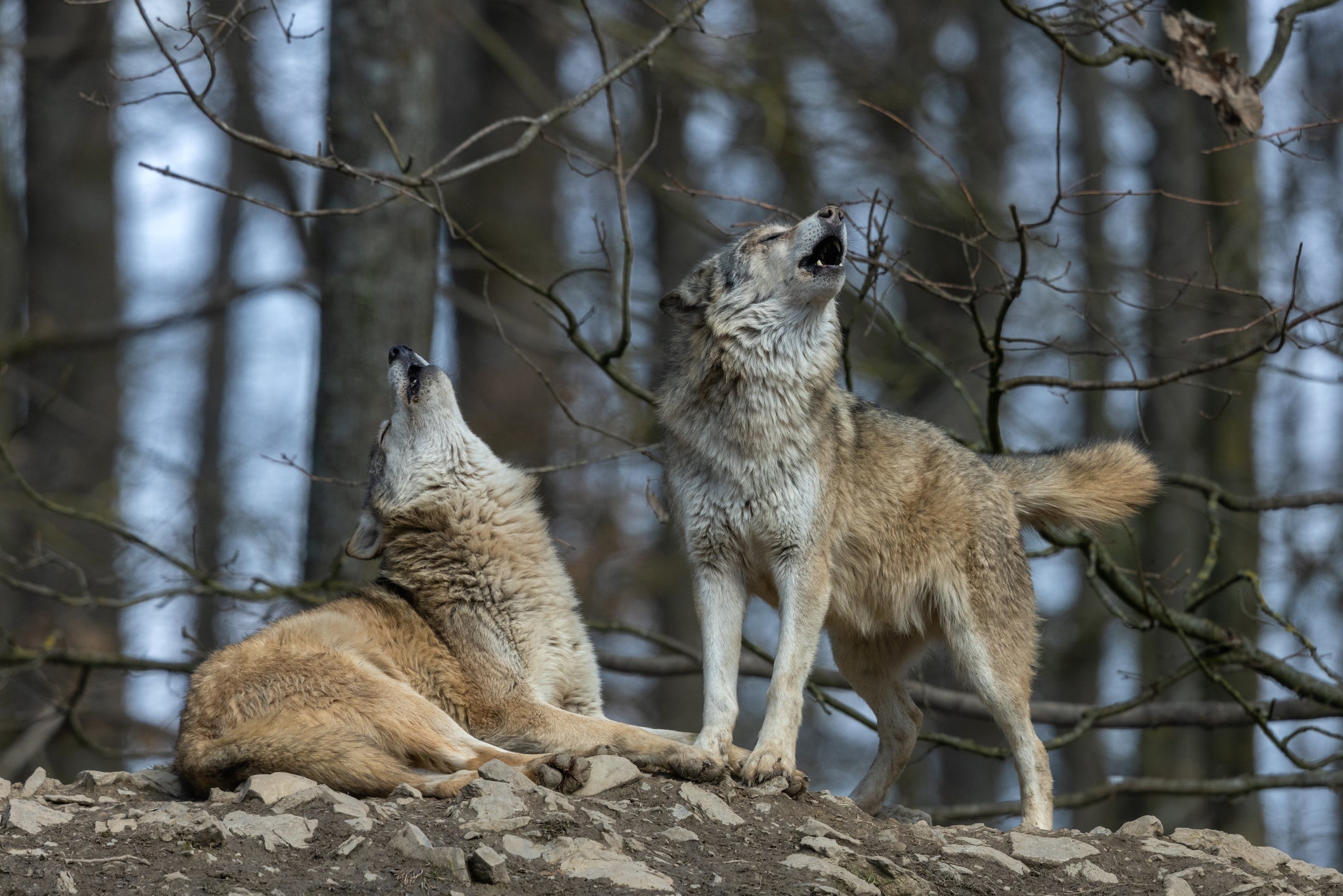 Tanto cachorros quanto lobos têm o hábito de uivar