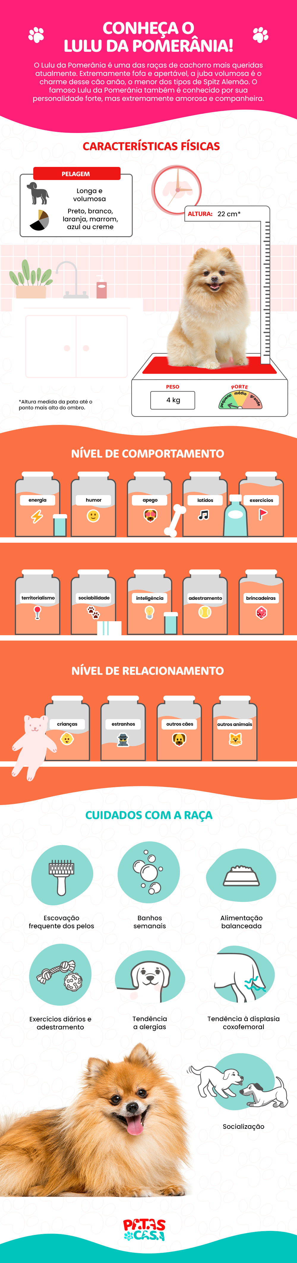 Raça de cachorro Lulu da Pomerânia tem características perfeitas para um pet de apartamento.