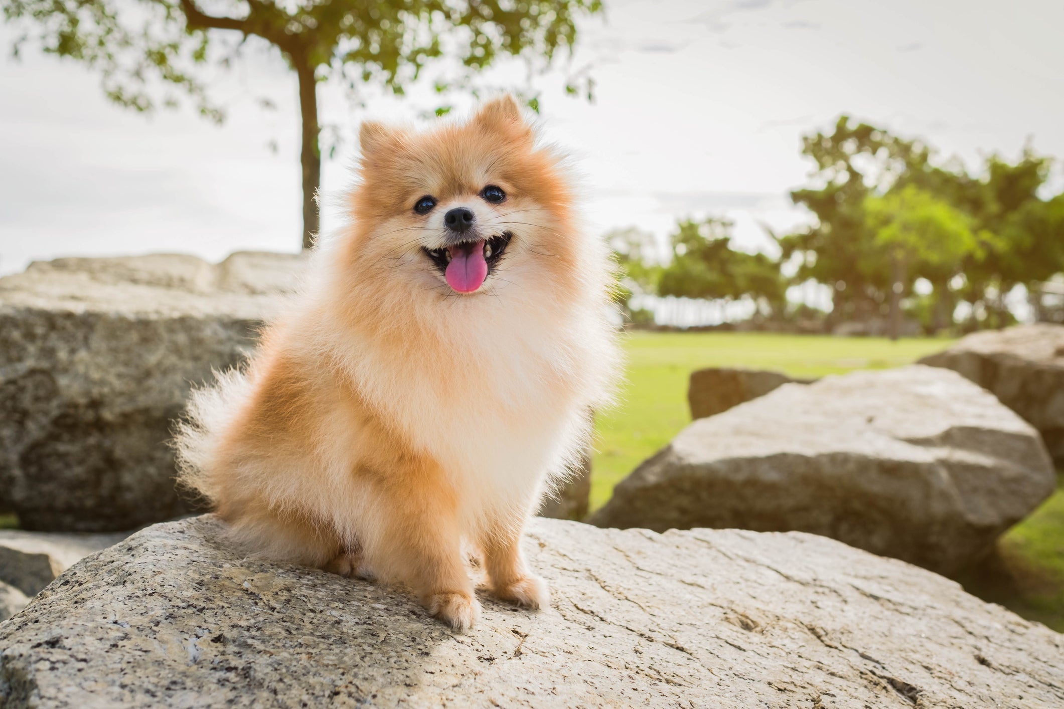 Na lista de raças de cachorro inteligentes e pequenas não pode faltar o Lulu da Pomerânia
