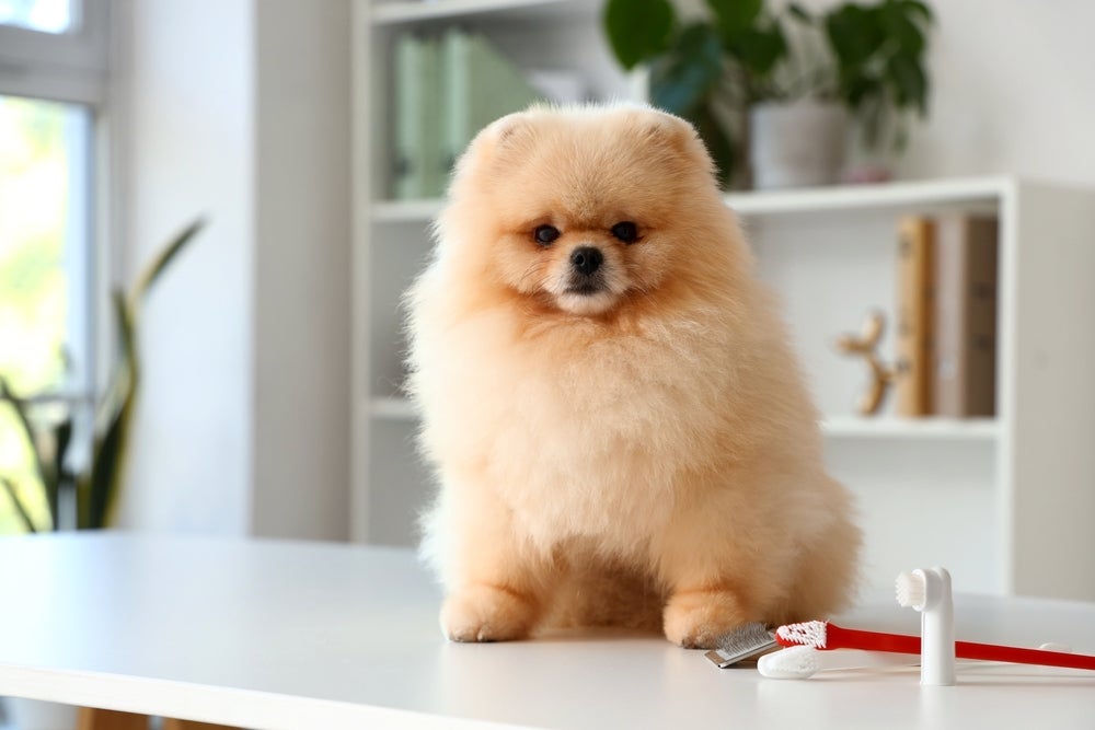 Lulu da Pomerânia: se tem uma coisa que não falta no temperamento da raça é coragem!