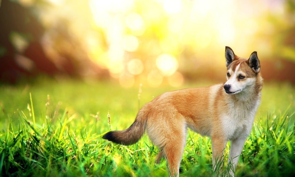 Curiosidades de cachorro: o Lundehund Norueguês é capaz de girar a cabeça para trás e escalar qualquer lugar