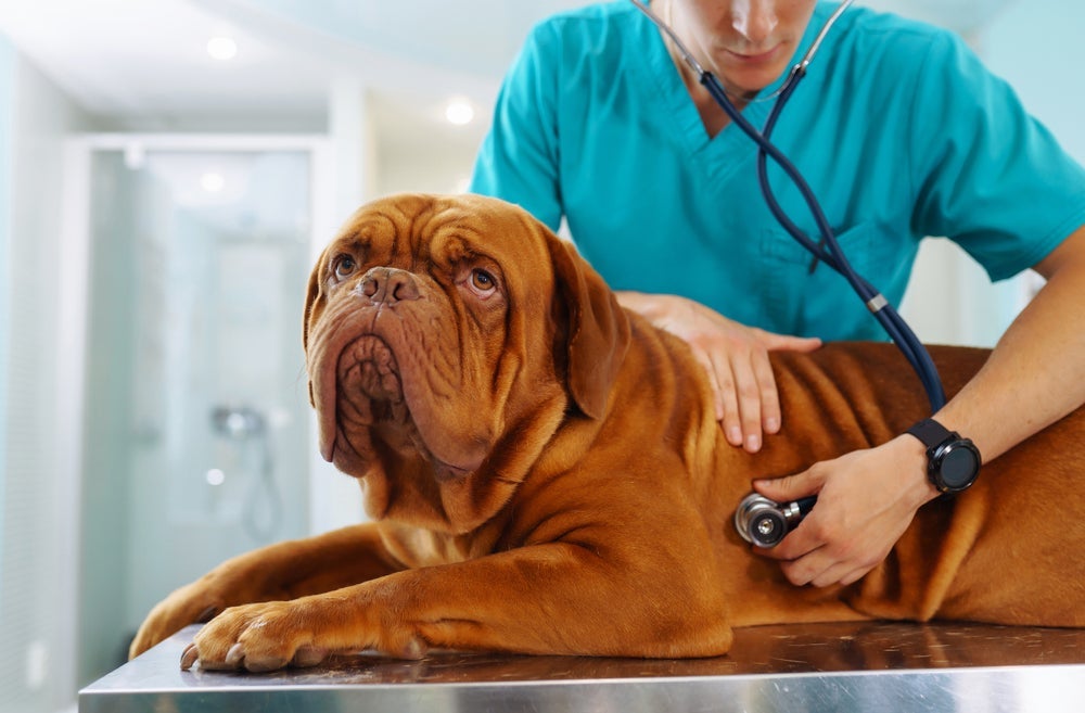 O lúpus canino não tem cura, mas é possível conviver com a doença com o tratamento correto.