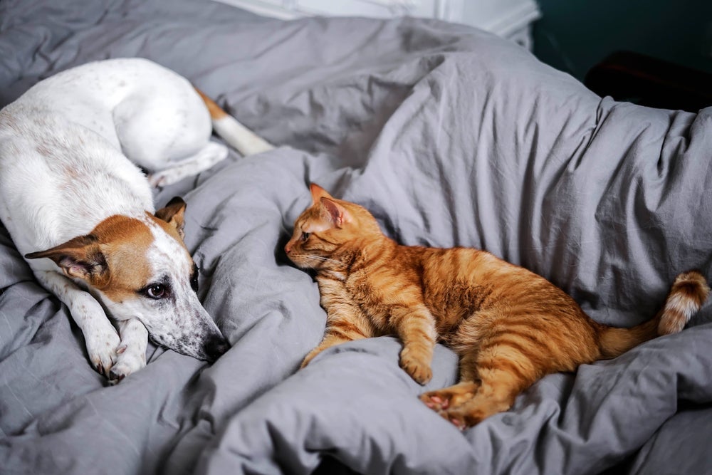 O luto de cachorro e o luto de gato não é exatamente igual