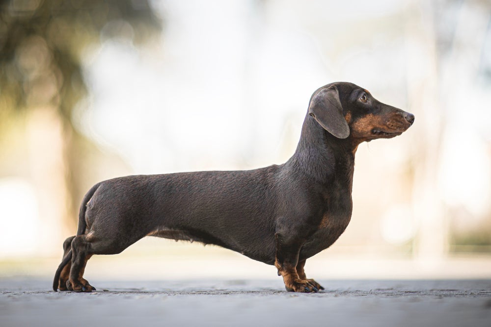 Luxação da patela em cães: Dachshund, o cachorro salsicha, tem predisposição genética para a doença