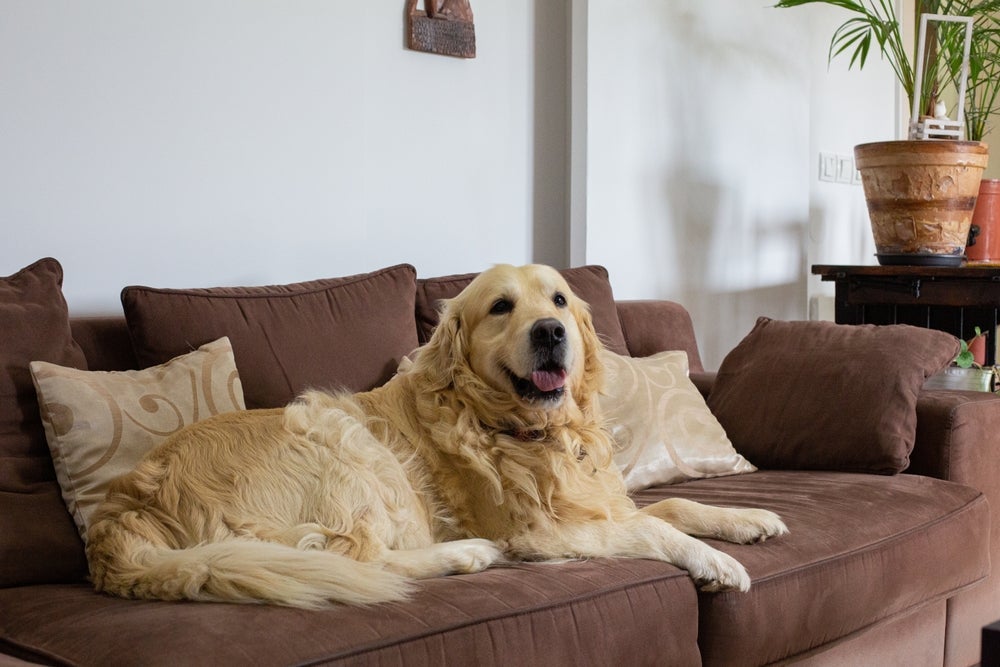 Luxação de patela: cachorro grande pode sofrer com fortes dores no joelho