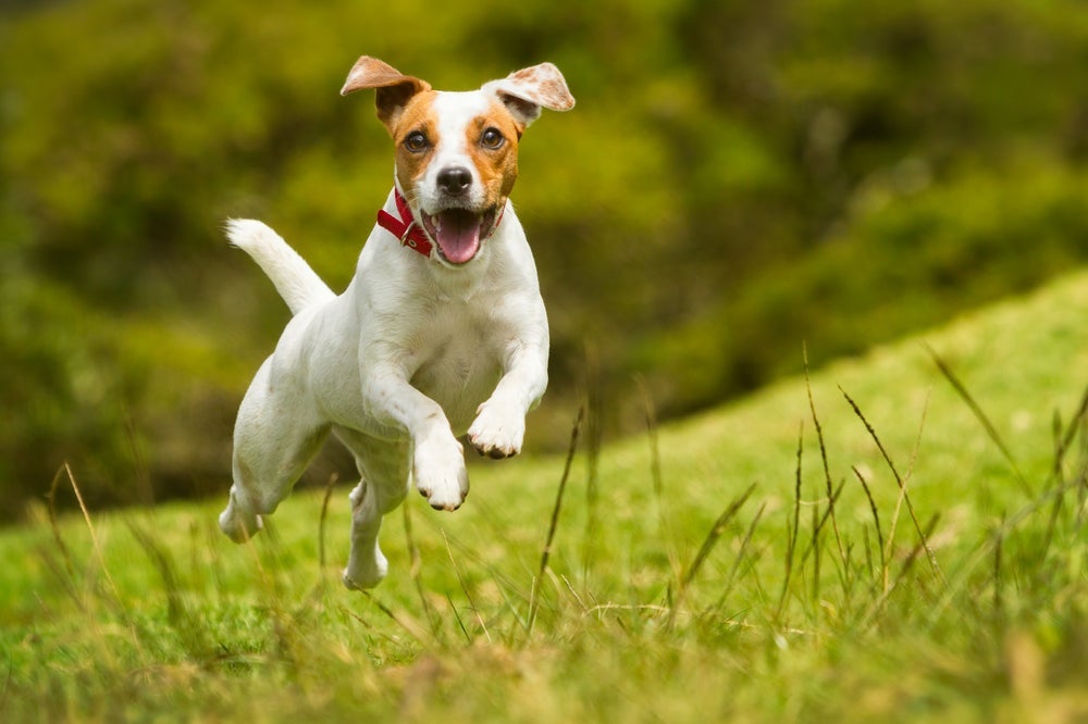Para prevenir a luxação patelar, cão deve evitar saltos muito altos