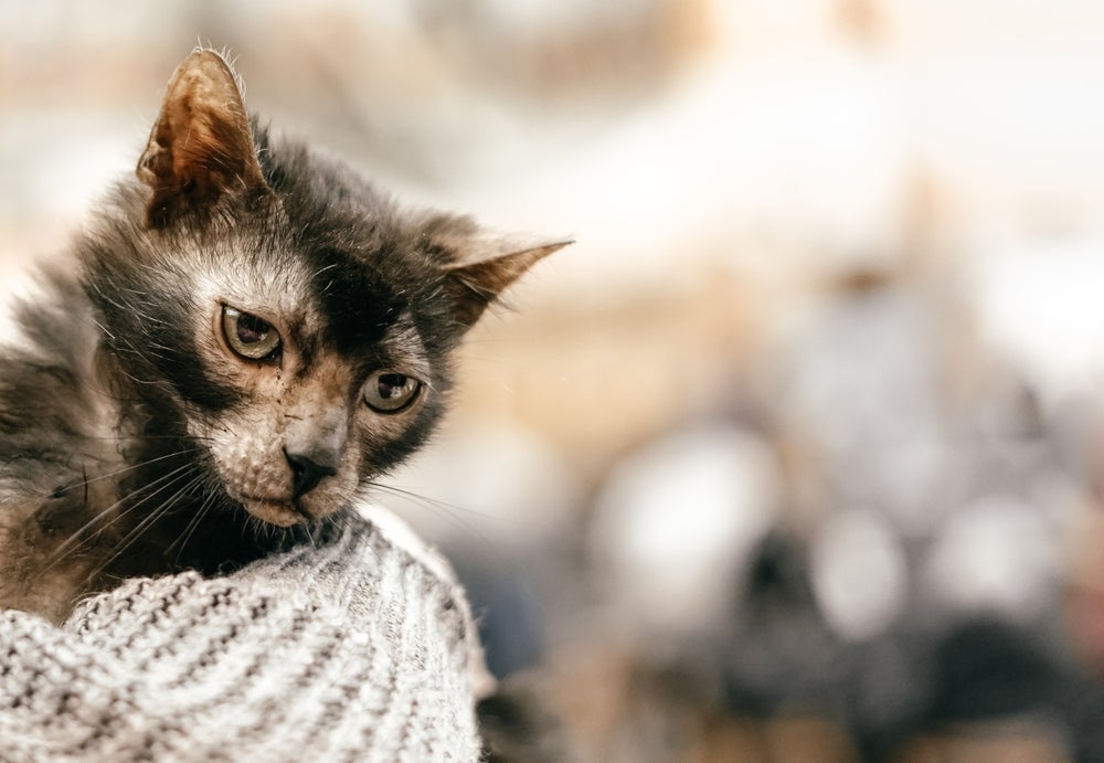 O Lykoi é um gato sem pelo comparado a um lobinho