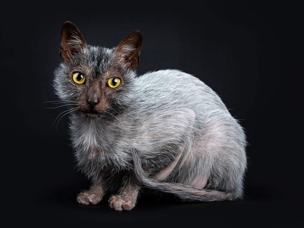 O Lykoi é um gato exótico com pelagem falha acinzentada